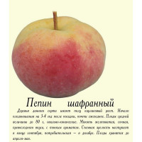 Комплект 5шт / Яблоня Пепин ша..